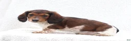 Miniature Dachshund dogs for sale: Piper - Ad 3