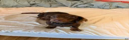 Miniature Dachshund dogs for stud: Richard Bartholomew  - Ad 4
