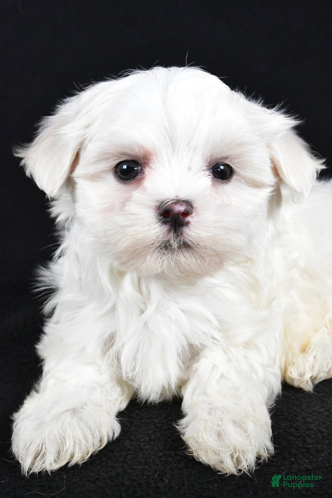 Maltese dogs for sale: Duke - Ad 6