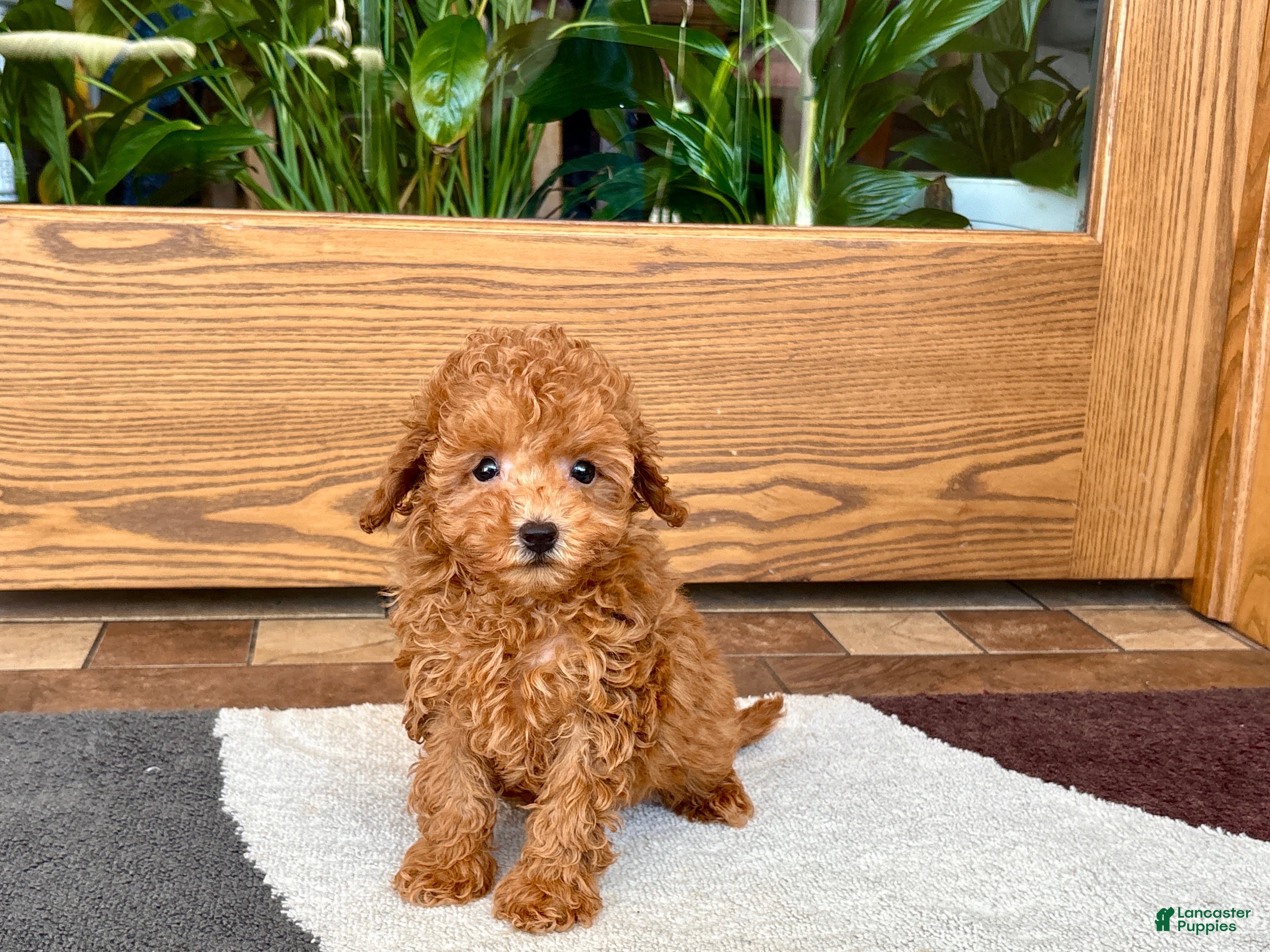 Maltipoo dogs for sale: Carrie - Ad 7