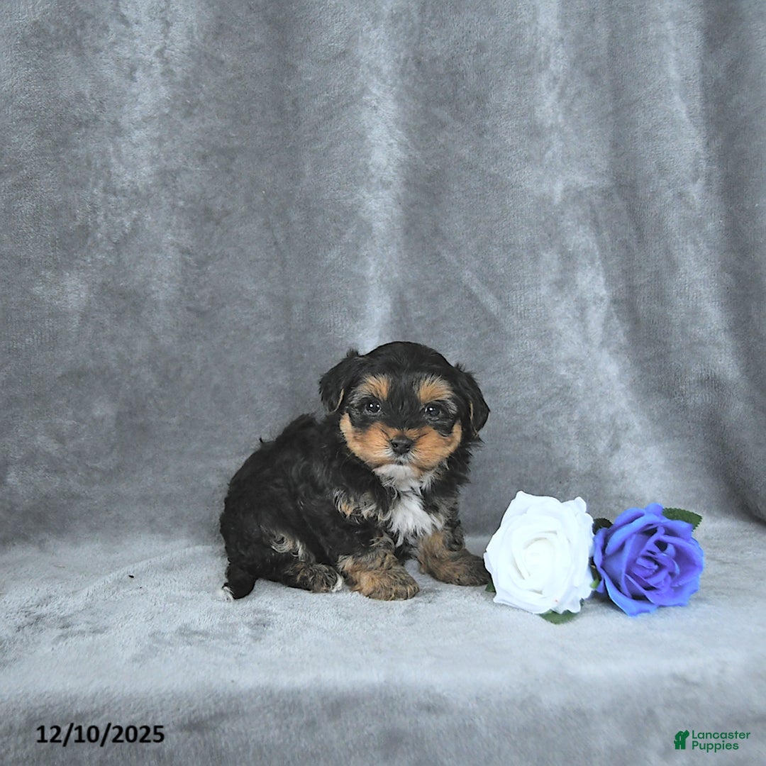 Mixed Breed dogs for sale: Santa EXTRA SMALL - Ad 5