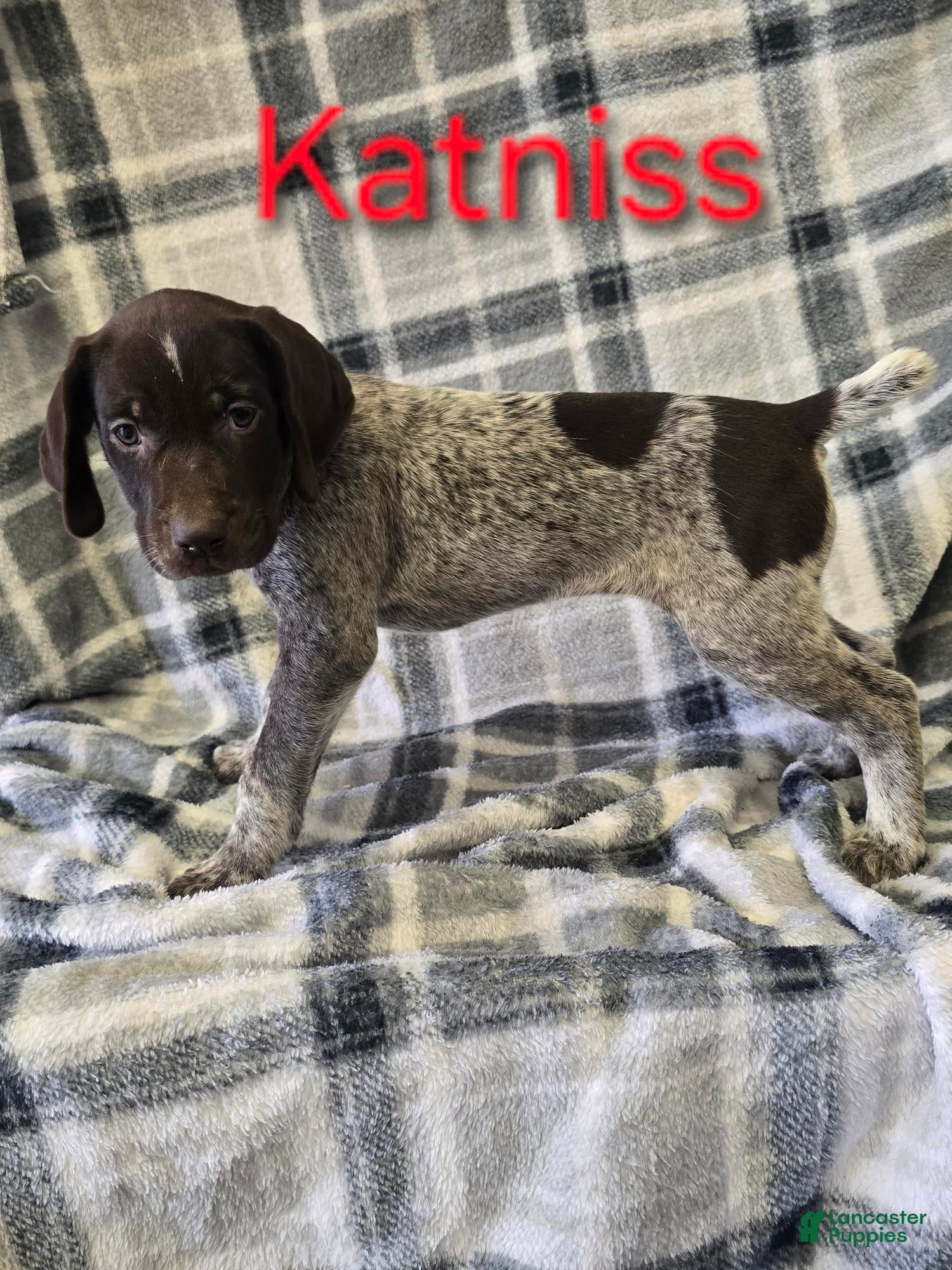 Mixed Breed dogs KATNISS - Ad 31