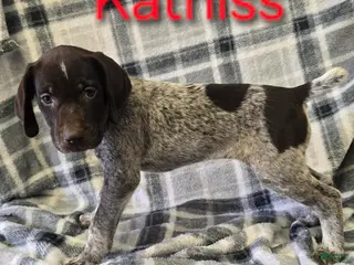 Mixed Breed dogs KATNISS - Ad 31