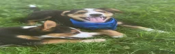 Mixed Breed dogs for sale: ♥️SWEET MOLLIE MAE♥️ - Ad 29