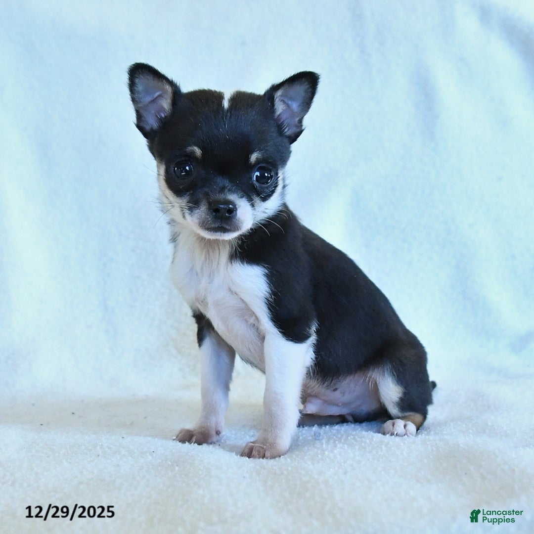 Chihuahua dogs for sale: Kevin - Ad 2