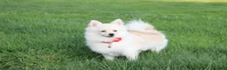 Pomeranian dogs for sale: Cooper  - Ad 6