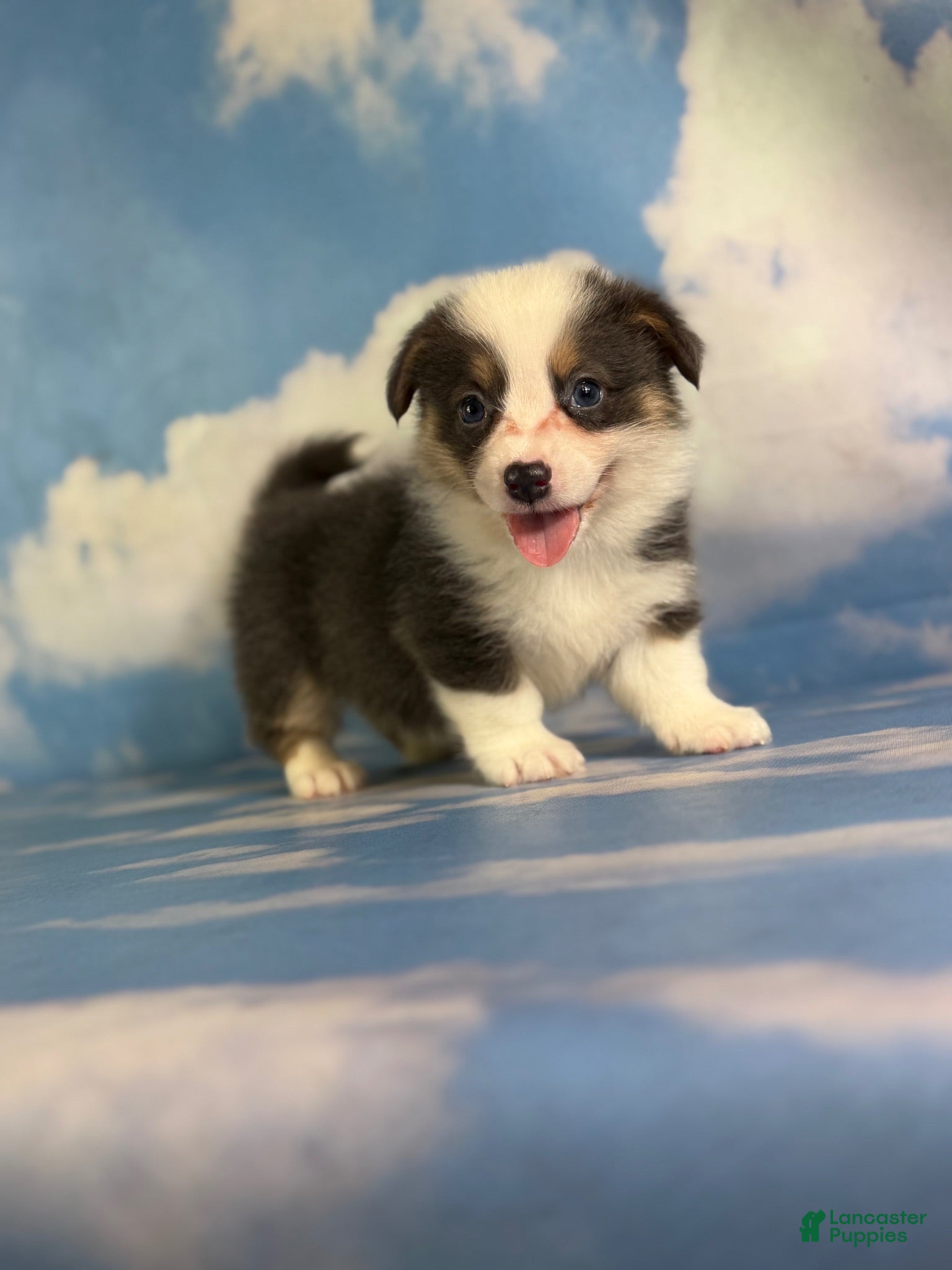 Welsh Corgi Pembroke dogs ACA Duke Bluie with full tail and fluffy carrier triple clear - Ad 2