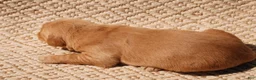 Golden Retriever dogs for sale: Daisy -AKC, Genetically Clear - Ad 90