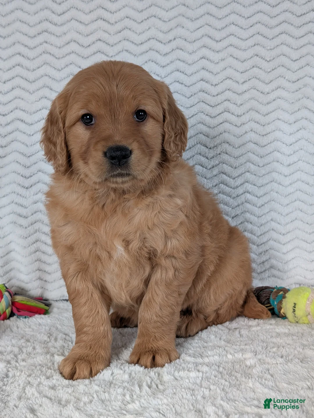 Golden Retriever dogs for sale: Miss Honey  - Ad 10