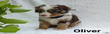 Oliver 
