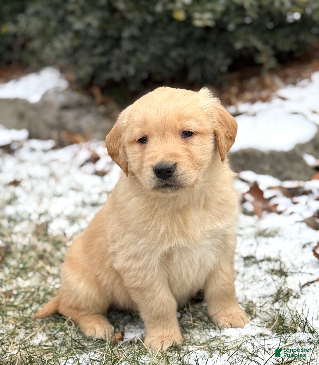 Golden Retriever dogs for sale: Sunny - Ad 7