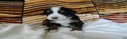 Bernese Mountain Dog dogs for sale: Beauty - Ad 4
