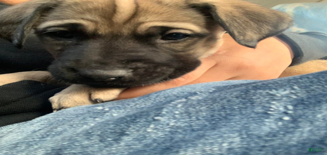 Gallery Image {{count}}