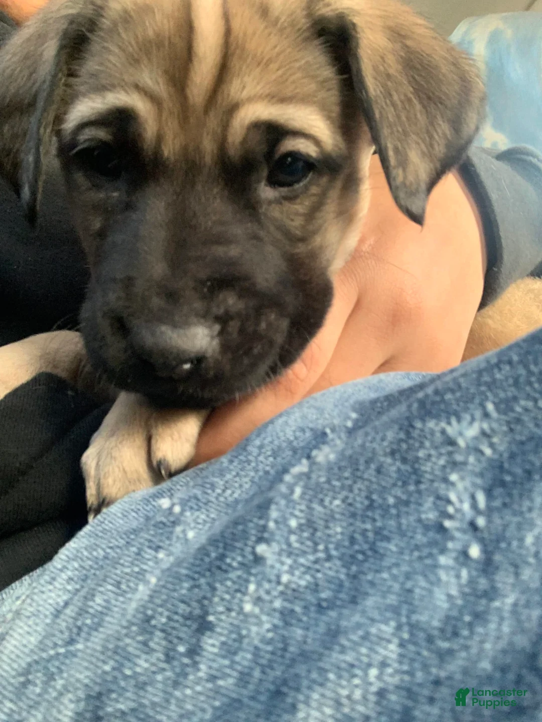 Gallery Image {{count}}