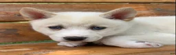 Alaskan Klee Kai dogs for sale: Blue Eyes Little Beau~! - Ad 12
