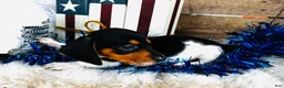 Miniature Dachshund dogs for sale: Brandy - Ad 3
