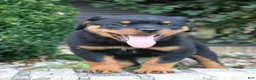 Rottweiler dogs for sale: Lala - Ad 4