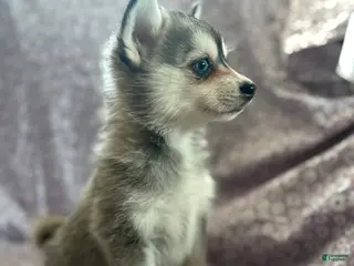 Pomsky dogs Kiara Puppy 6 - Ad 8