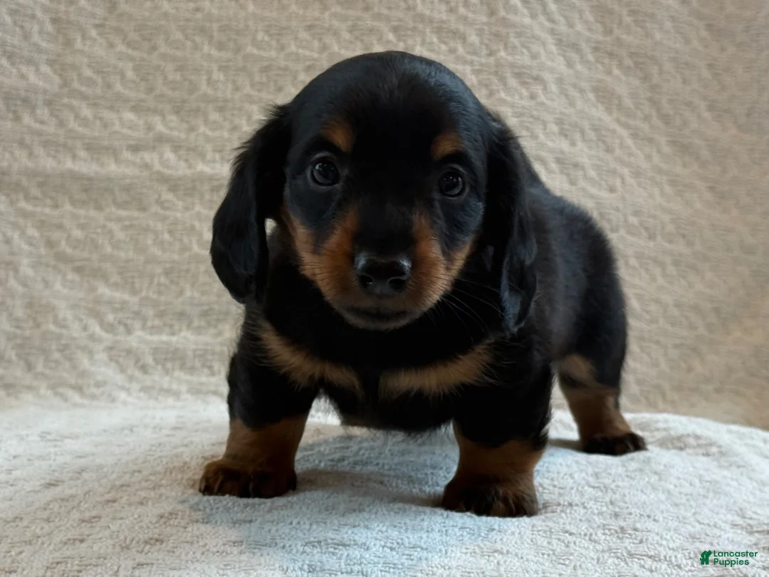 Miniature Dachshund dogs for sale: Addie - Ad 2