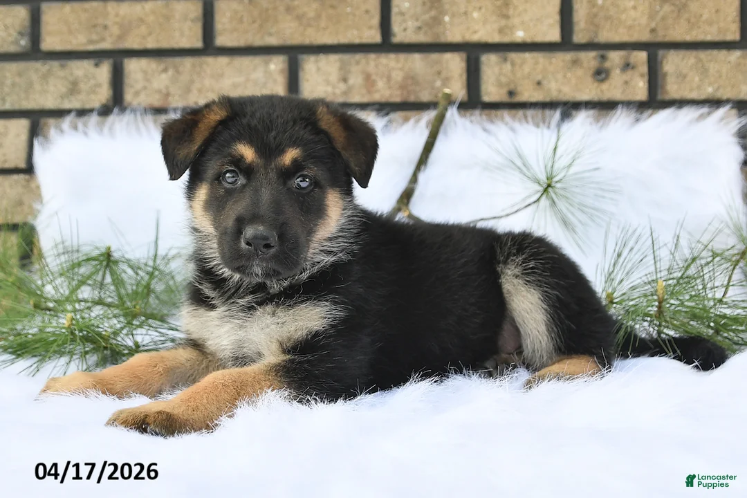 German Shepherd dogs for sale: Boe - Ad 2