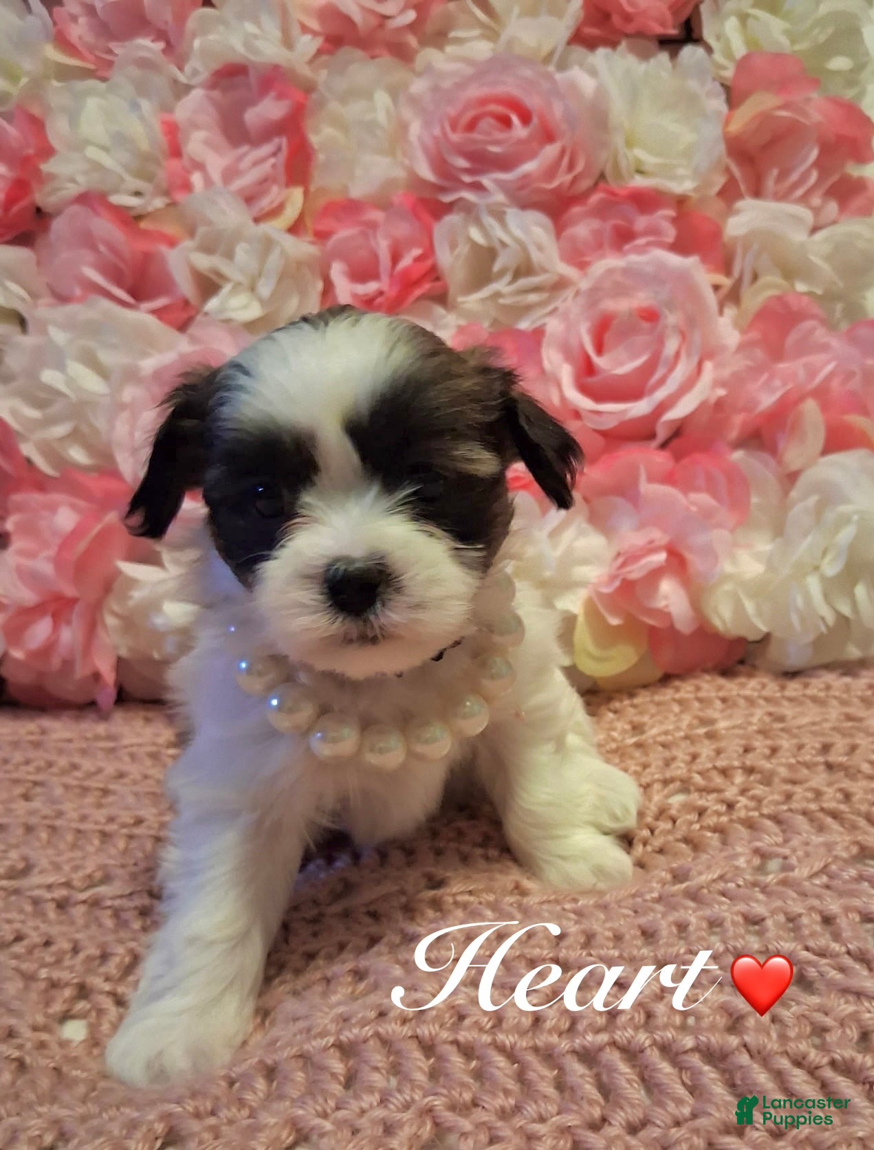 Shih Tzu dogs Heart - Ad 7
