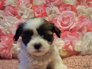 Shih Tzu dogs Heart - Ad 2