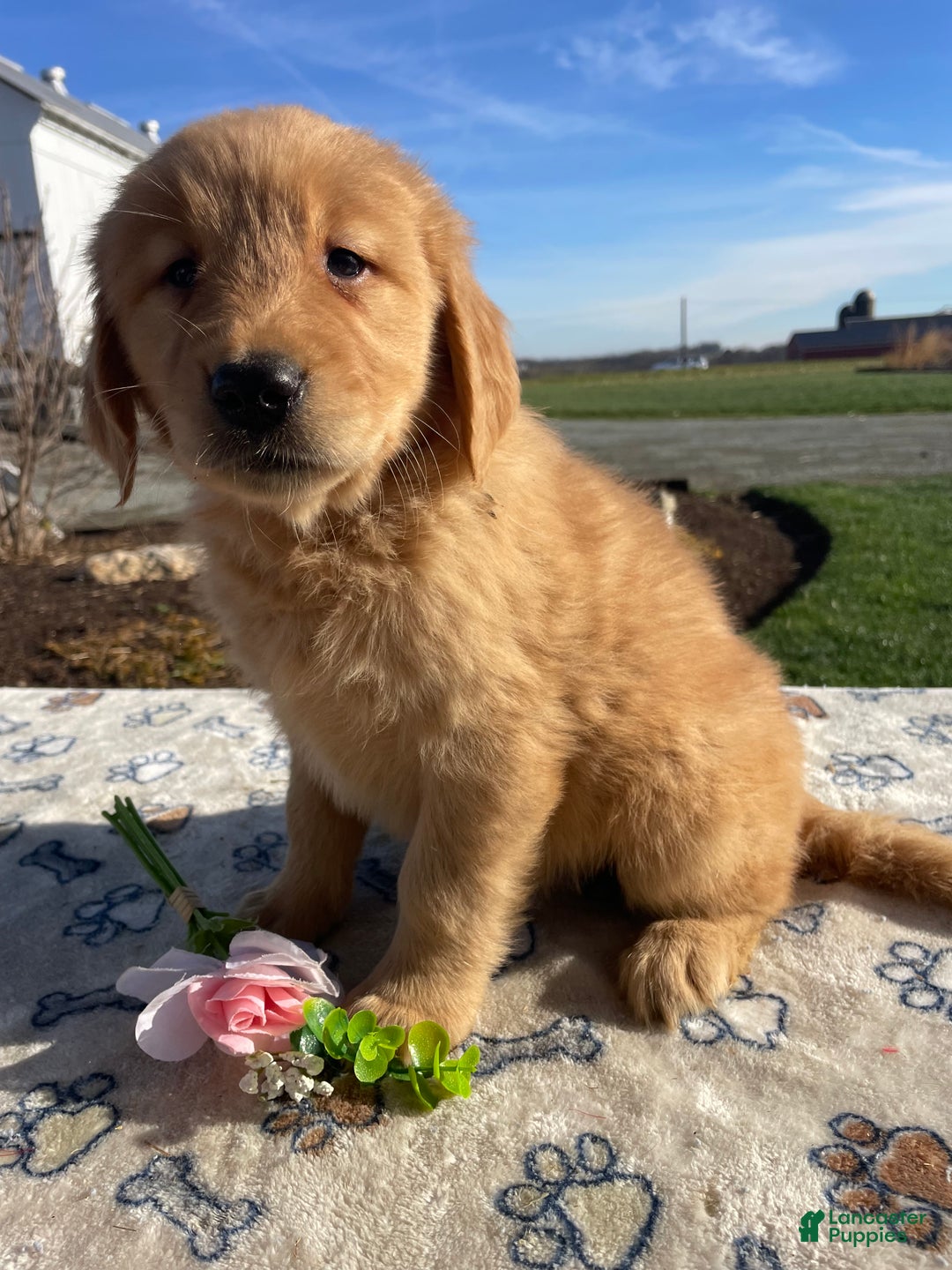 Golden Retriever dogs for sale: Ginger - Ad 2