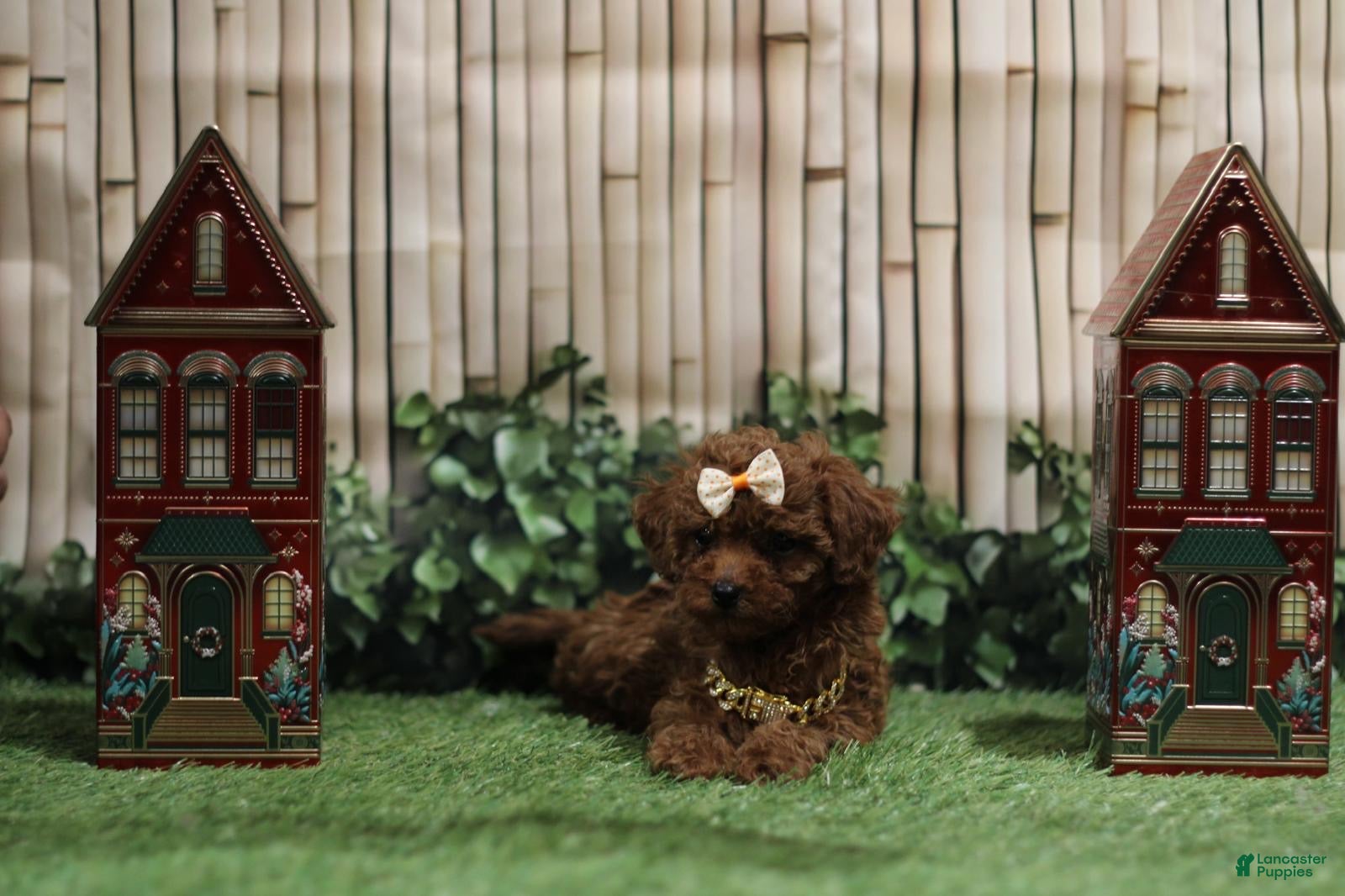 Toy Poodle dogs Toy Poodle Puppy  - Ad 6