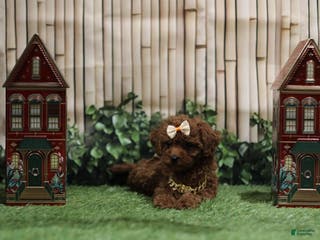 Toy Poodle dogs Toy Poodle Puppy - Ad 38