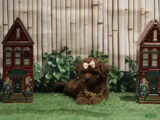 Toy Poodle dogs Toy Poodle Puppy - Ad 21