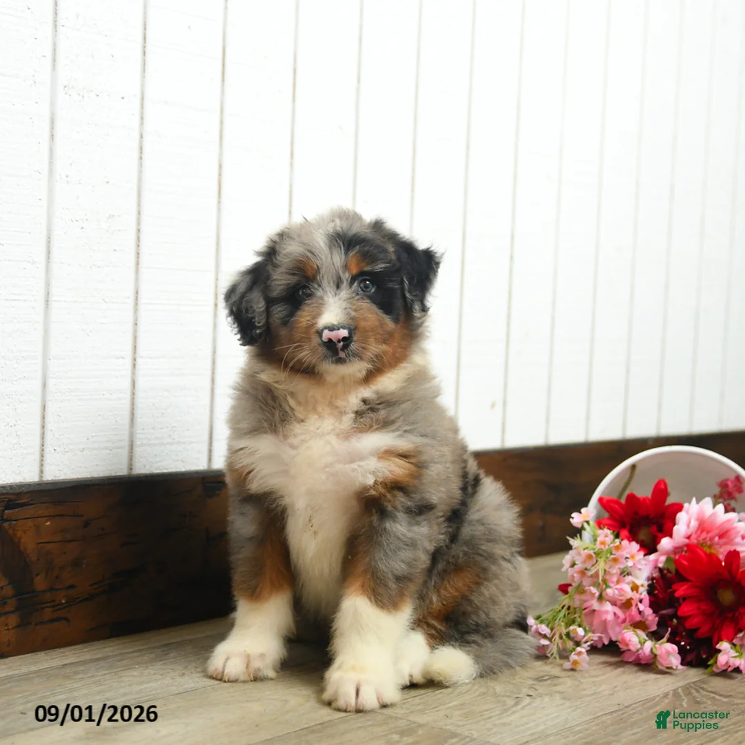 Aussiedoodle dogs for sale: Quillion  - Ad 1