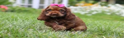 Cocker Spaniel dogs for sale: Daisy - Ad 5