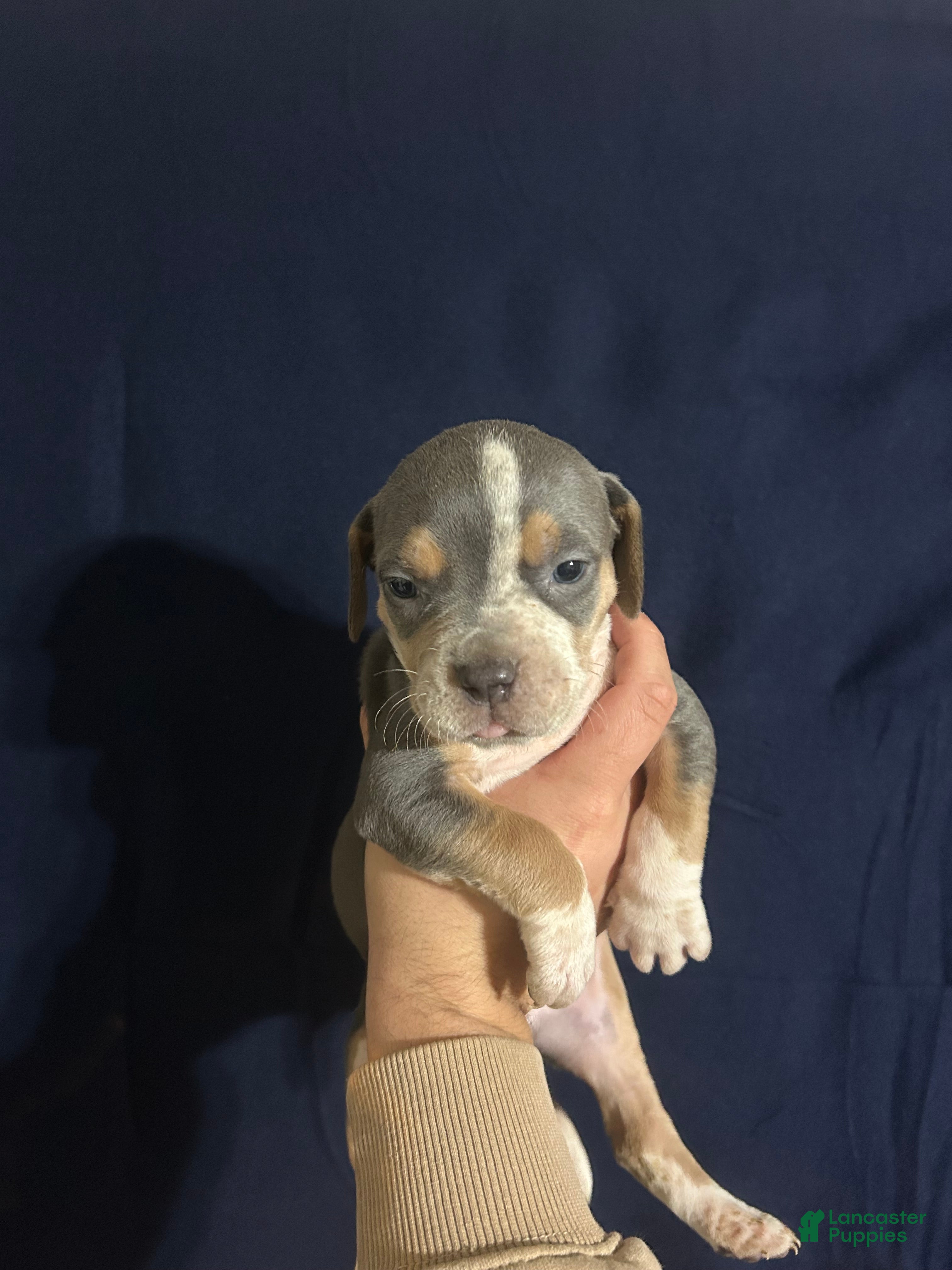 American Bully dogs for sale: American Bully 3 - Ad 1