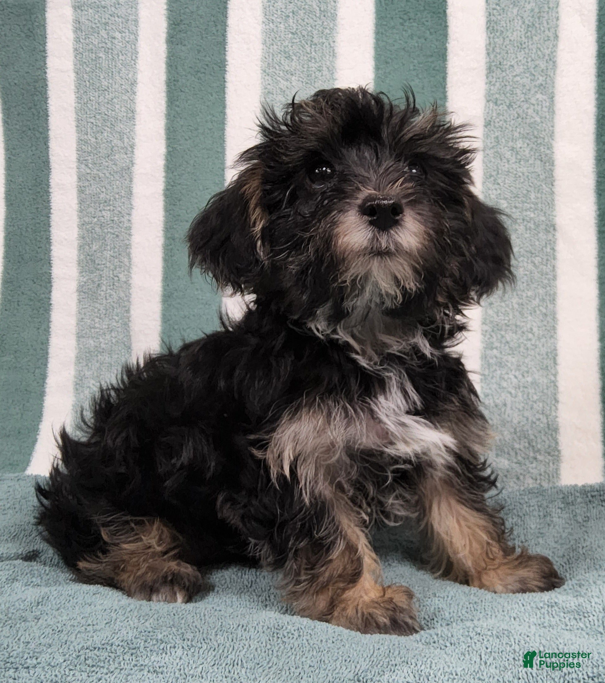 Yorkie Pom Yorkie Chow Pomeranian Maltese Yorkie Mix Yorkshire