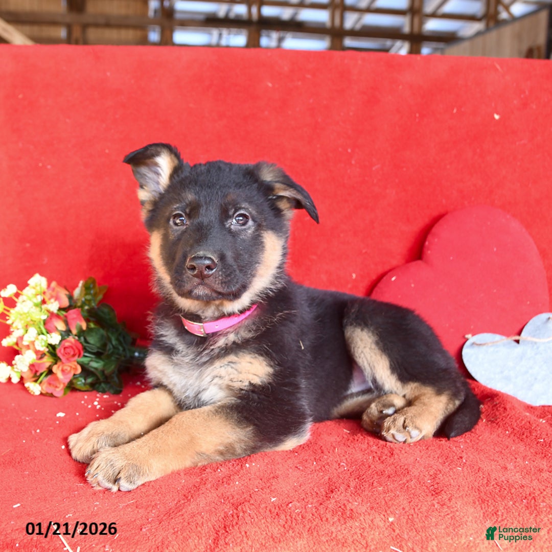 German Shepherd dogs for sale: Jessica - Ad 4