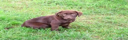 Labrador Retriever dogs for sale: Meredith - Ad 3