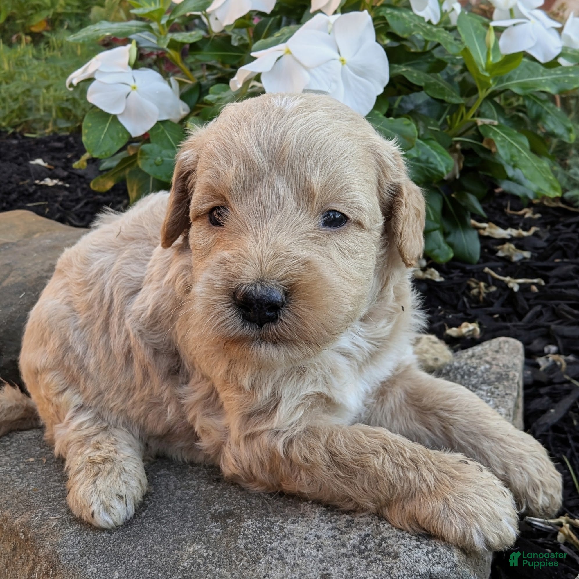 Mini Goldendoodle dogs Preston F1B - Ad 2