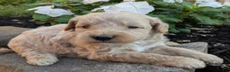 Mini Goldendoodle dogs for sale: Preston F1B - Ad 2