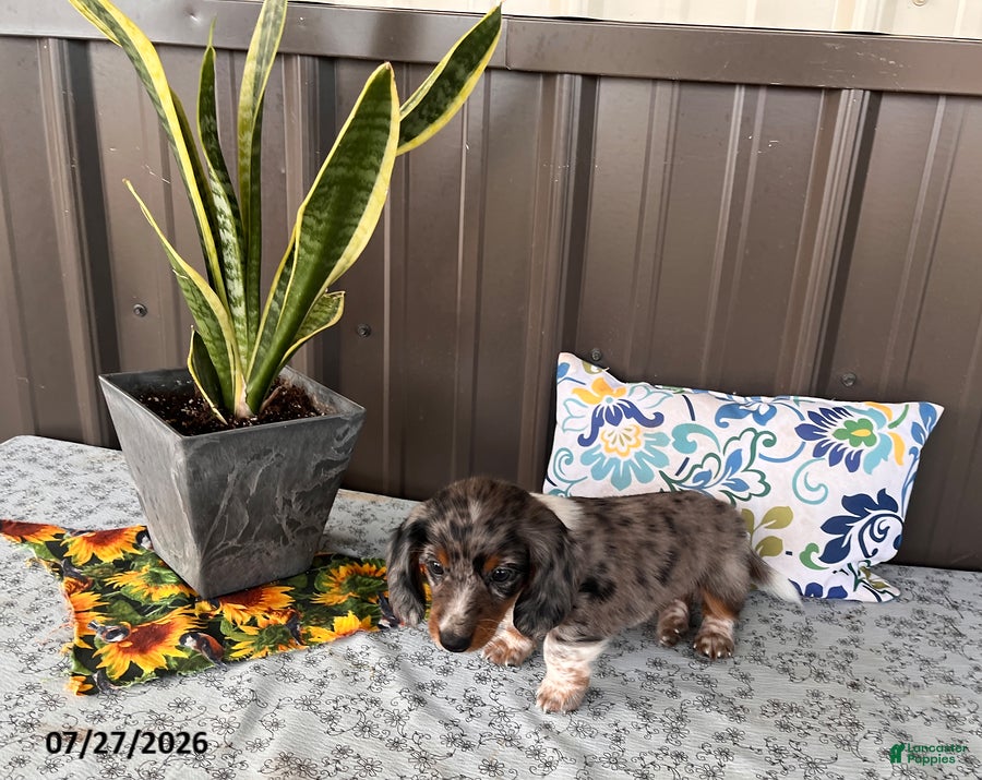 Miniature Dachshund dogs Hank - Ad 2