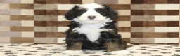 Mini Bernedoodle dogs for sale: Leo - Ad 3