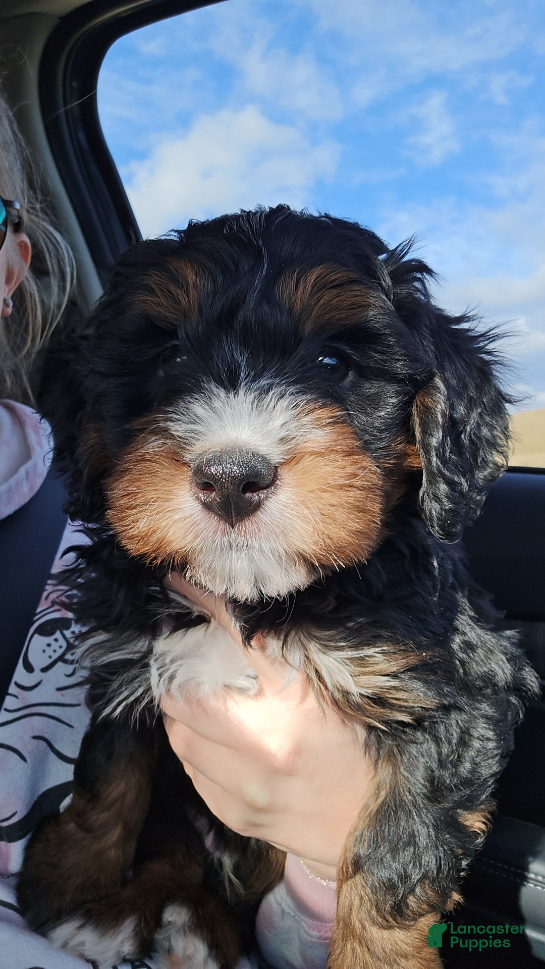Mini Bernedoodle dogs for sale: Gabe - Ad 1