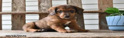 Mixed Breed dogs for sale: Mindy - Ad 4
