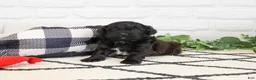Shihpoo dogs for sale: Harry  - Ad 7