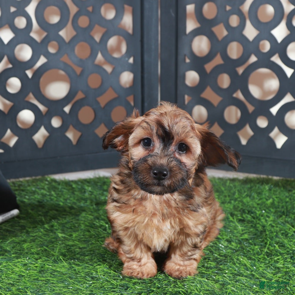Yorkiepoo dogs Twix-Stunning Chocolate Male Yorkiepoo Puppy - Ad 1