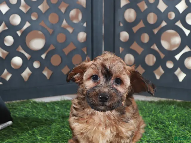 Yorkiepoo dogs Twix-Stunning Chocolate Male Yorkiepoo Puppy - Ad 1
