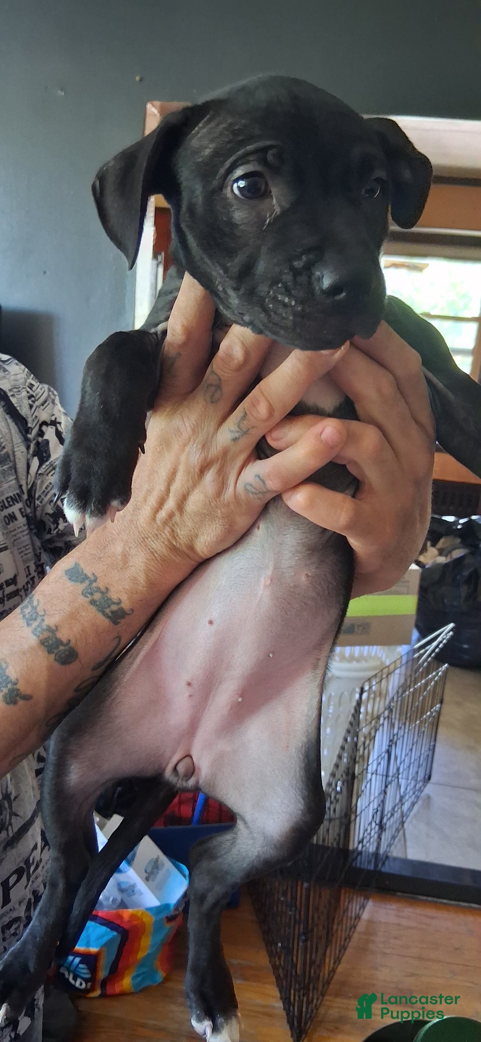 Mixed Breed dogs Mixed Breed Puppy 1 - Ad 19