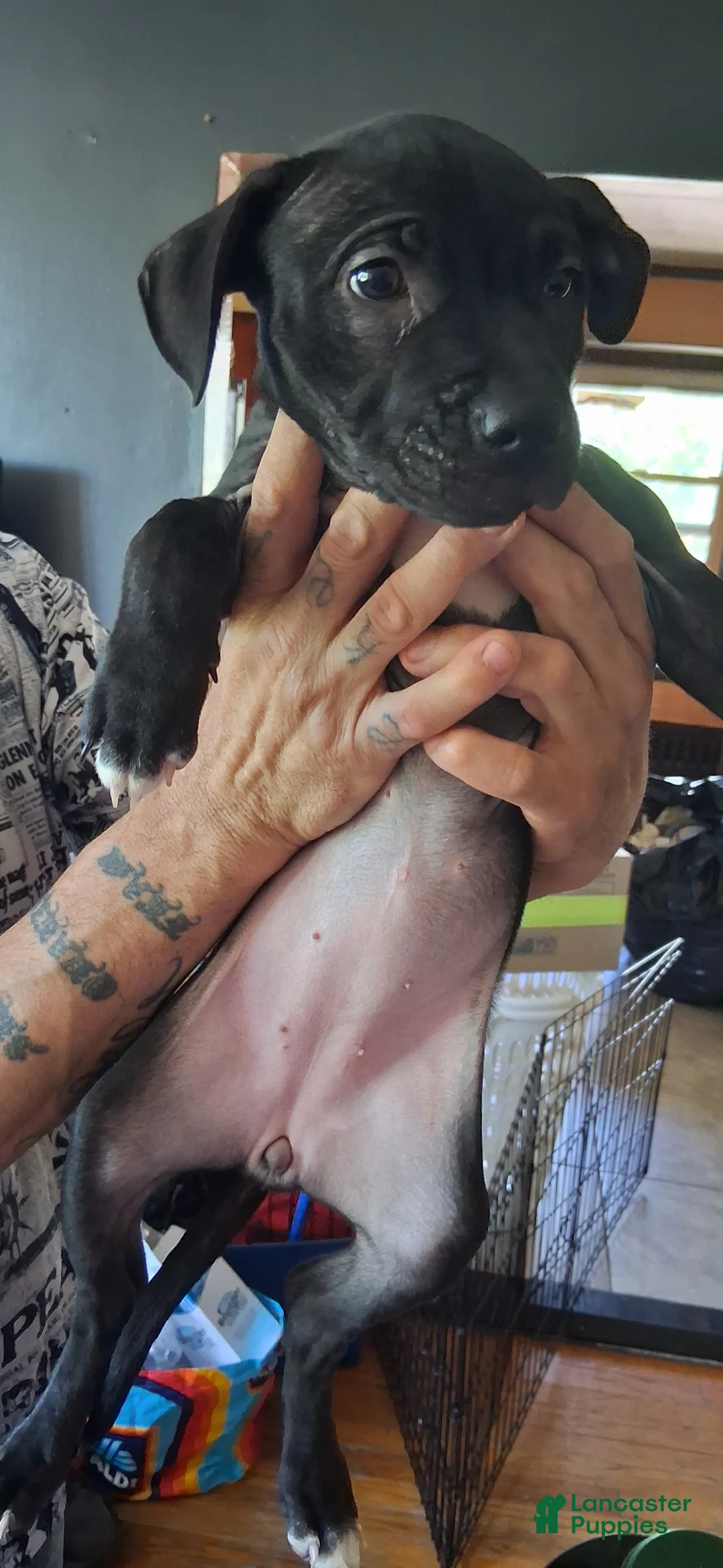 Mixed Breed dogs for sale: Mixed Breed Puppy 1 - Ad 1