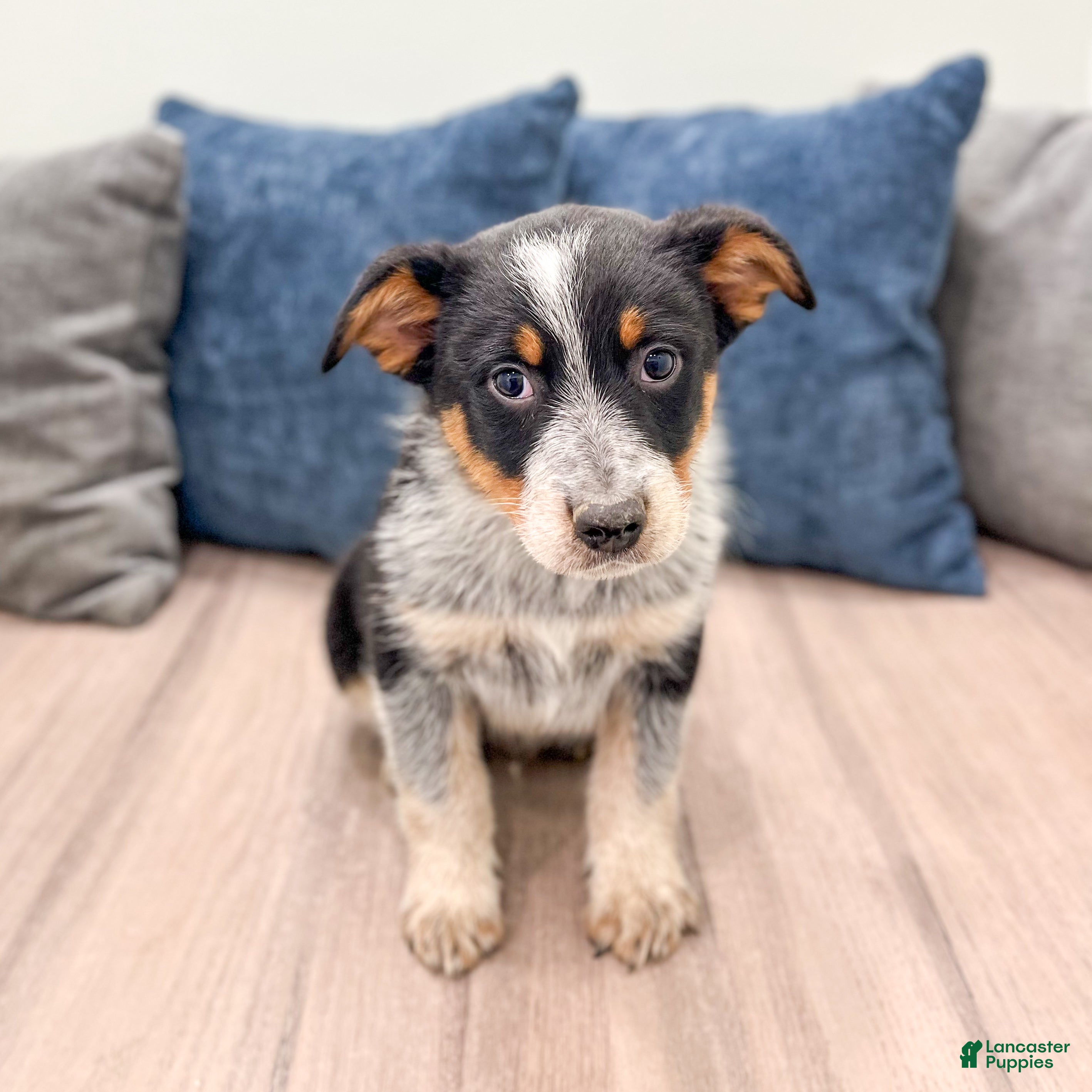 Australian Cattle Dog dogs Rocky - Ad 1