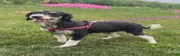 Mini Bernedoodle dogs for sale: Buster- medium - Ad 4