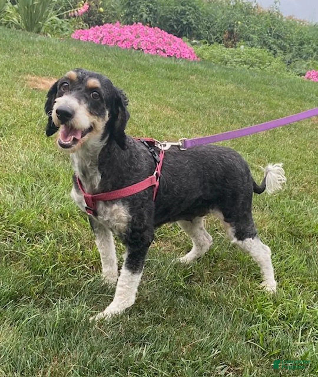 Mini Bernedoodle dogs for sale: Buster- medium - Ad 4